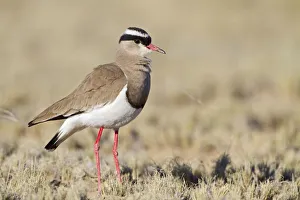 Crowned Lapwing (Vanellus coronatus), Northern Cape, Kgalagadi Transfrontier Park Crowned Lapwing (Vanellus coronatus), Northern Cape, Kgalagadi Transfrontier Park