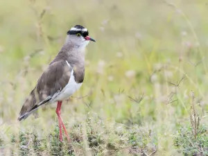 Wader Prints: Crowned Lapwing (Vanellus coronatus), Kenya