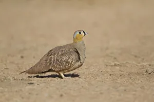 Crowned Sandgrouse (Pterocles coronatus) male, Morocco