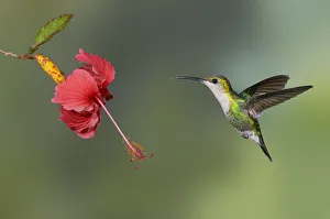 Crowned Woodnymph (Thalurania colombica) flying and feeding on flower nectar, Alajuela Crowned Woodnymph (Thalurania colombica) flying and feeding on flower nectar, Alajuela