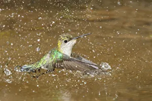Central America Prints: Crowned Woodnymph (Thalurania colombica) bathing, Costa Rica