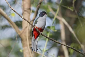 February Prints: Cuban Trogon (Priotelus temnurus), Cuba