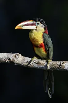 Curl-crested Aracari (Pteroglossus beauharnaesii) perched on a branch, Brazil
