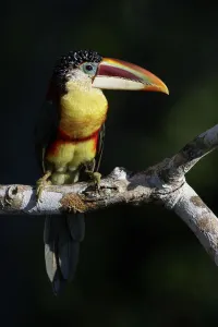 Curl-crested Aracari (Pteroglossus beauharnaesii) perched on a branch, Brazil