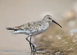 Wader Prints: Curlew Sandpiper (Calidris ferruginea), Bulgarien