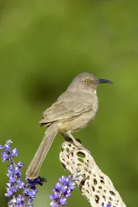 Curve-billed Thrasher (Toxostoma curvirostre), Arizona, USA