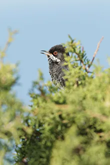 Cyprus Warbler (Sylvia melanothorax) male singing, Cyprus