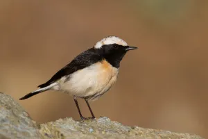 Cyprus Prints: Cyprus Wheatear (Oenanthe cypriaca) male, Cyprus