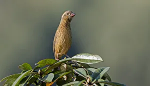 Dark-rumped Rosefinch (Carpodacus edwardsii) female, Darjeeling, India Dark-rumped Rosefinch (Carpodacus edwardsii) female, Darjeeling, India