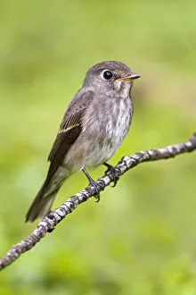 December Prints: Dark-sided Flycatcher (Muscicapa sibirica), Singapore
