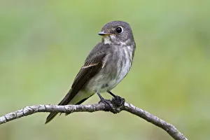 Dark-sided Flycatcher (Muscicapa sibirica), Singapore
