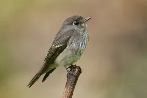 Dark-sided Flycatcher (Muscicapa sibirica), Singapore