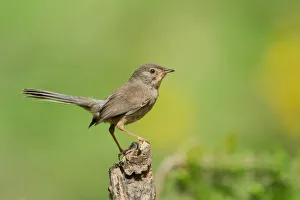June Prints: Dartford Warbler (Sylvia undata) juvenile, Liguria, Italy