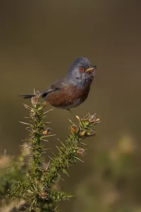 Dartford Warbler (Sylvia undata) male, Wales, United Kingdom