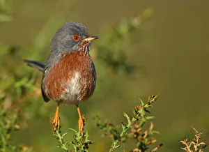 Portugal Prints: Dartford Warbler (Sylvia undata) male, Ferreira do Alentejo, Portugal