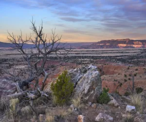 Blue Sky Prints: Dead tree and desert, Ghost Ranch, New Mexico