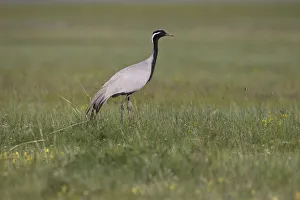 Cranes Prints: Demoiselle Crane (Grus virgo) foraging, Dornod Aimag, Mongolia