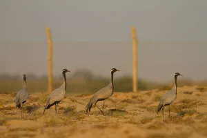 Arabian Peninsula Prints: Demoiselle Crane (Grus virgo), Oman