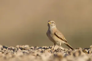 Arabian Peninsula Prints: Desert Lark (Ammomanes deserti), Oman