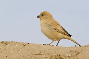 Desert Sparrow (Passer simplex) female, Morocco