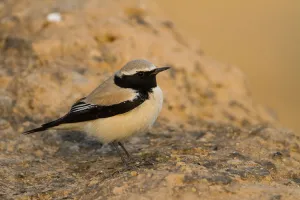 Arabian Peninsula Prints: Desert Wheatear (Oenanthe deserti), Oman