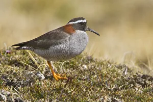 Diademed Plover (Phegornis mitchellii), Marcapomacocha, Peru Diademed Plover (Phegornis mitchellii), Marcapomacocha, Peru