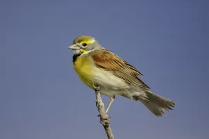 North America Prints: Dickcissel (Spiza americana) male, Missouri, USA