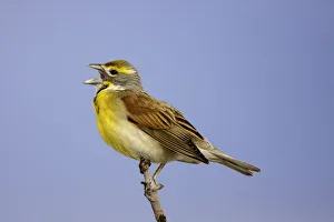 North America Prints: Dickcissel (Spiza americana) male singing, Missouri, USA