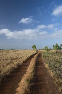 Blue Sky Prints: Dirt road on savanna, Rupununi, Guyana