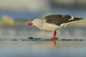 Dolphin Gull (Leucophaeus scoresbii) feeding on a beach, Falkland Islands Dolphin Gull (Leucophaeus scoresbii) feeding on a beach, Falkland Islands