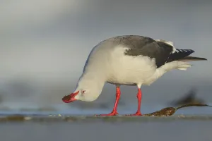 Dolphin Gull (Leucophaeus scoresbii) feeding on a beach, Falkland Islands