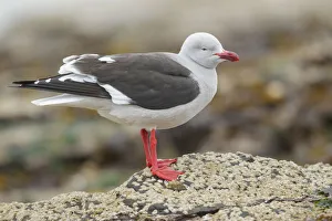 Laridae Prints: Dolphin Gull (Leucophaeus scoresbii) along the shoreline, Falkland Islands