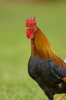 Waist Prints: Domestic Chicken (Gallus domesticus) rooster, Kauai, Hawaii