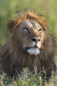dominant Lion (Panthera leo) male looking very proud, Kenya, Narok County dominant Lion (Panthera leo) male looking very proud, Kenya, Narok County