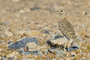 Double-banded Courser (Rhinoptilus africanus), Hardap, Namib-Naukluft National Park Double-banded Courser (Rhinoptilus africanus), Hardap, Namib-Naukluft National Park