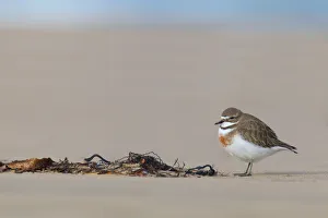 Double-banded Plover (Charadrius bicinctus), Victoria, Australia Double-banded Plover (Charadrius bicinctus), Victoria, Australia