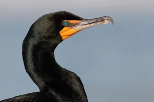 Double-crested Cormorant (Phalacrocorax auritus), Florida, USA Double-crested Cormorant (Phalacrocorax auritus), Florida, USA