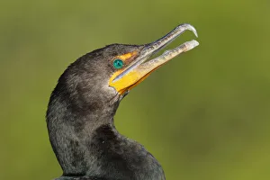 Double-crested Cormorant (Phalacrocorax auritus), Florida, USA