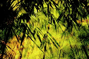 Creative Prints: Double exposure of bamboo leaves and stalks, The Netherlands