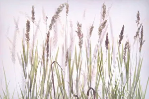 Creative Prints: Double exposure of flowering grass in high key, The Netherlands
