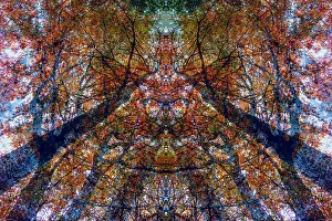 Creative Prints: Double exposure of trees in a forest, Speulderbos, Gelderland, The Netherlands