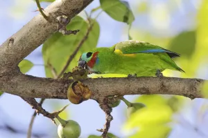 Double-eyed Fig Parrot (Cyclopsitta diophthalma macleayana) male perched on a branch