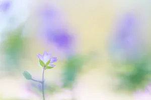 Macro Prints: Doveaes-foot Craneaes bill (Geranium molle) blooming, Noord-Holland, the Netherlands