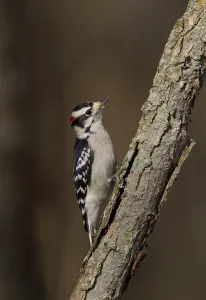 Picidae Prints: Downy Woodpecker (Dryobates pubescens) male, Ohio, USA