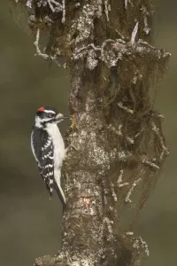 Downy Woodpecker (Dryobates pubescens) male, Alaska, USA