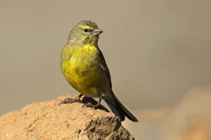 Drakensberg Siskin (Crithagra symonsi) male perched on a rock, Sani Pass, Lesotho Drakensberg Siskin (Crithagra symonsi) male perched on a rock, Sani Pass, Lesotho