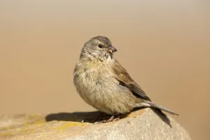 Drakensberg Siskin (Crithagra symonsi) female perched on a rock, Sani Pass, Lesotho
