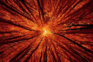 Creative Prints: Dramatic exposure of tree tops in a forest seen from a worm's-eye view