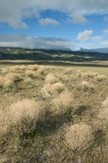Desert Prints: Dried shrubs in late winter, Carrizo Plain National Monument, California