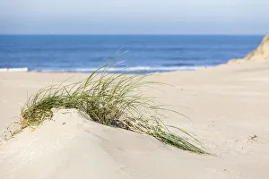 Dune formation with European Beachgrass (Ammophila arenaria) Dune formation with European Beachgrass (Ammophila arenaria)